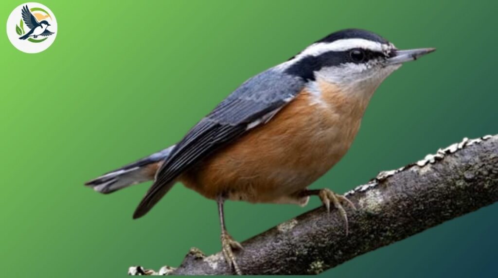 Red-breasted Nuthatch