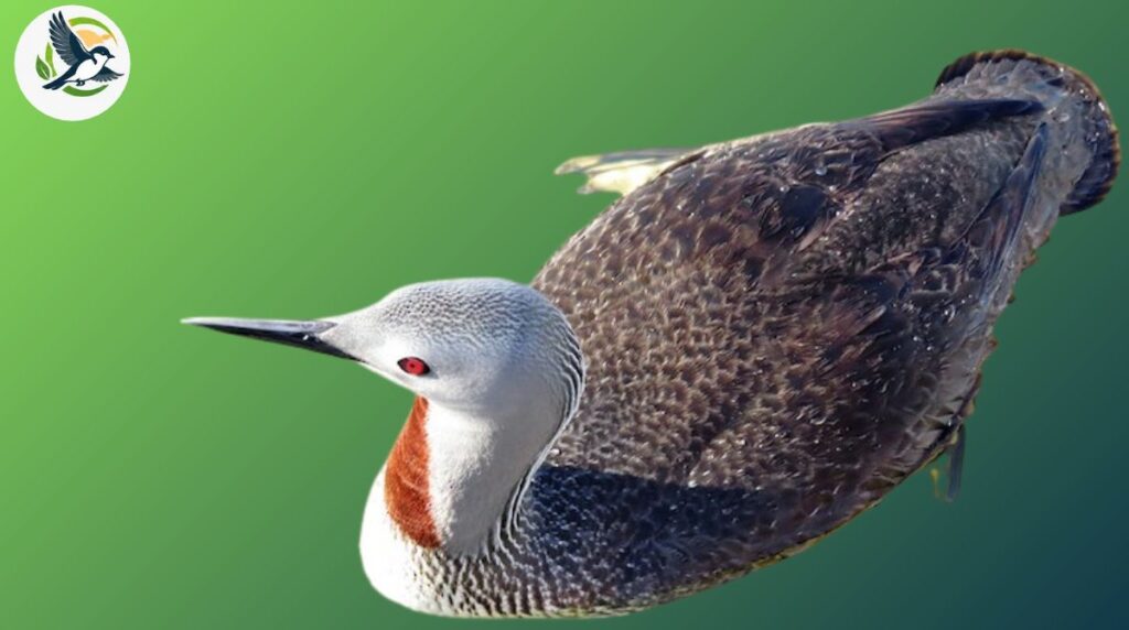 Red-throated Loon