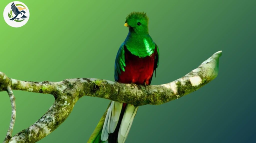 Resplendent Quetzal