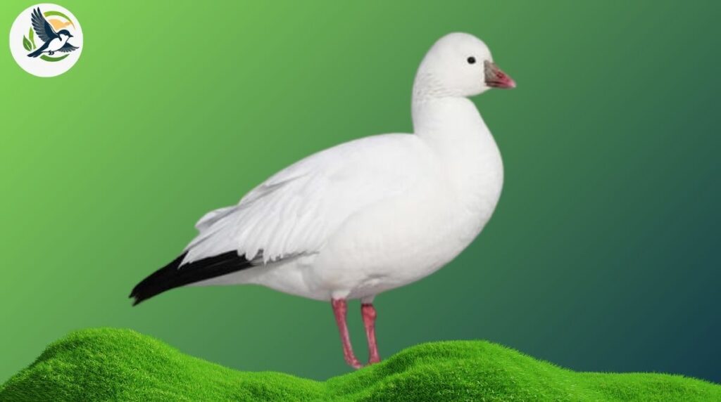 Ross’s Goose