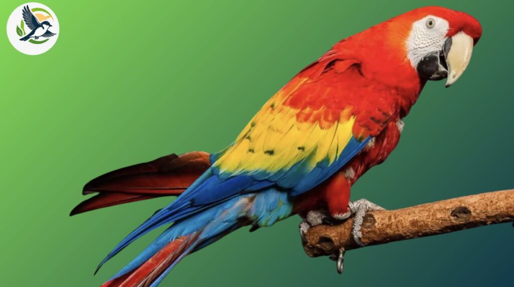 Scarlet Macaw