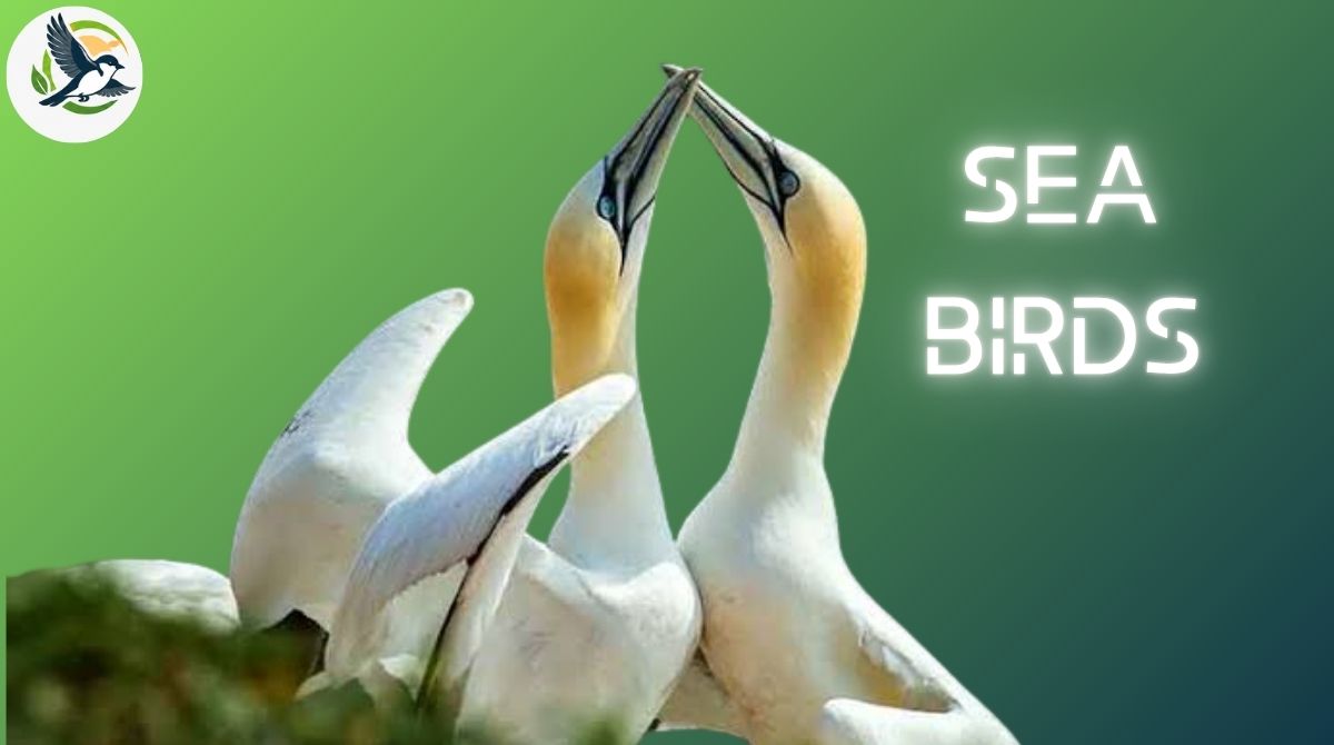 Sea Birds