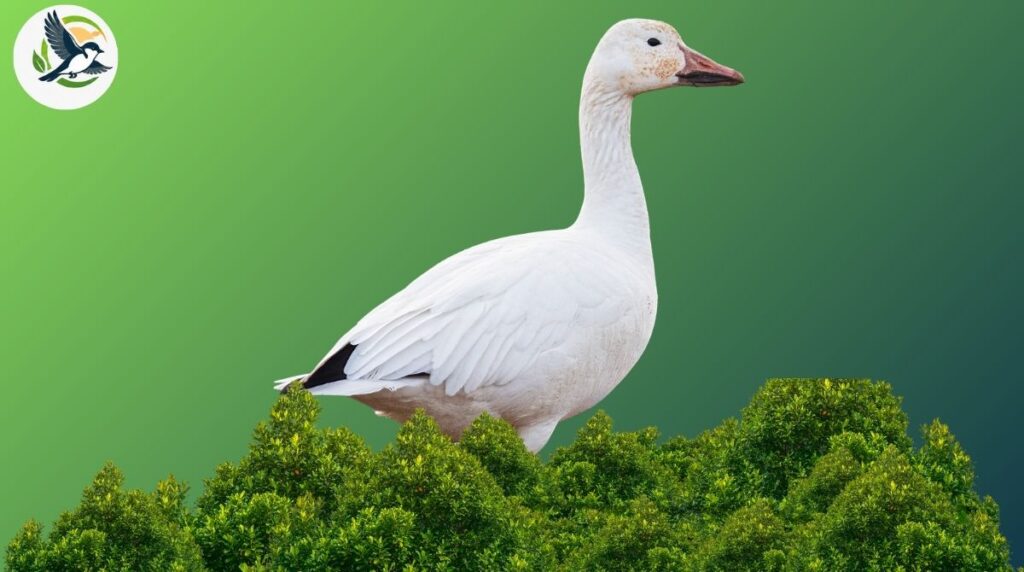 Snow Goose