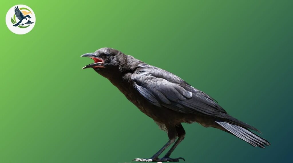 Spiritual Meanings of Seeing a Black Crow