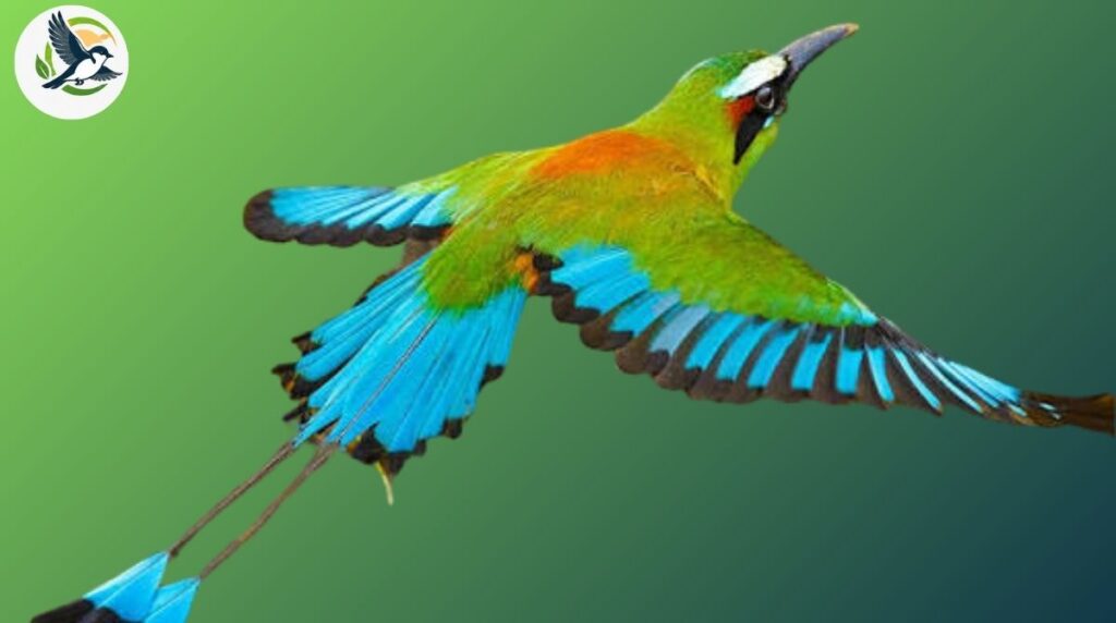 Turquoise-browed Motmot