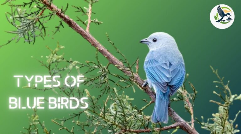 Types of Blue Birds