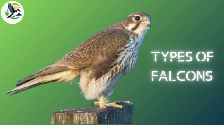 Types of Falcons