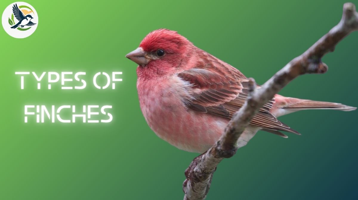 Types of Finches