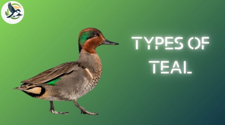 Types of Teal