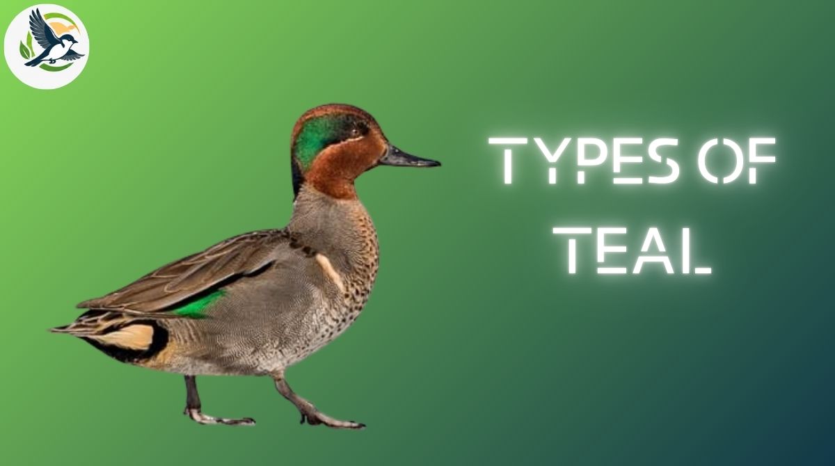 Types of Teal