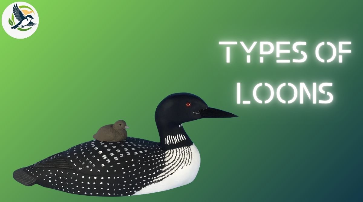 Types of loons..