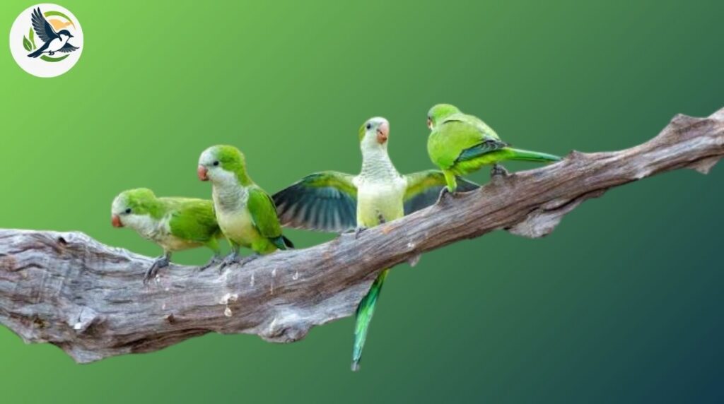 What Are Green Birds? 