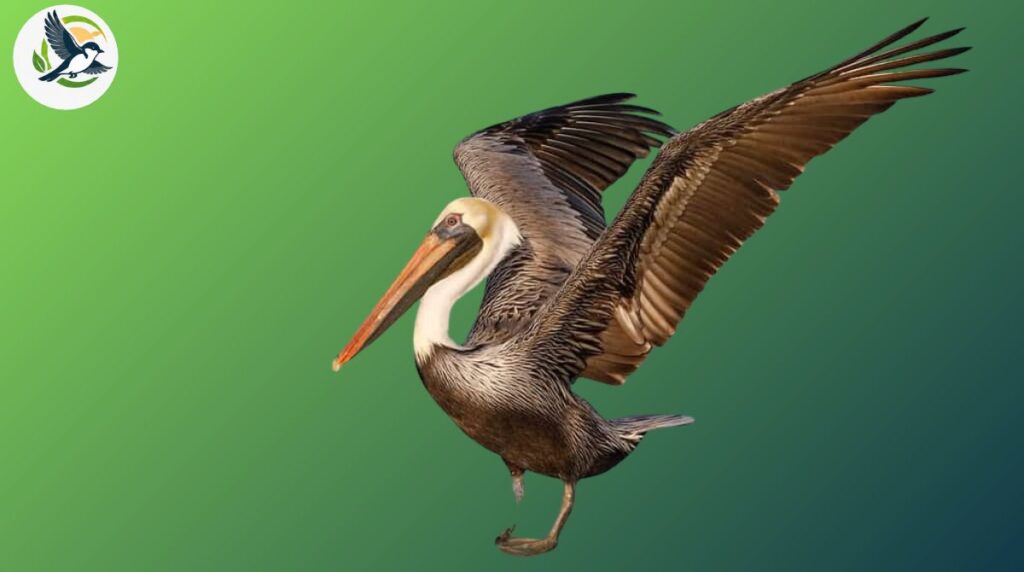 What Are Sea Birds_