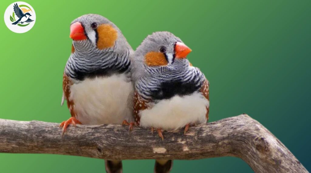 What Are the Different Types of Finches?
