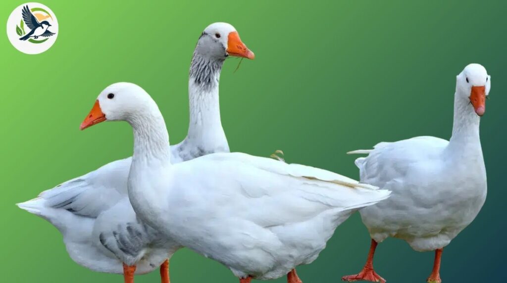What Are the Different Types of Geese