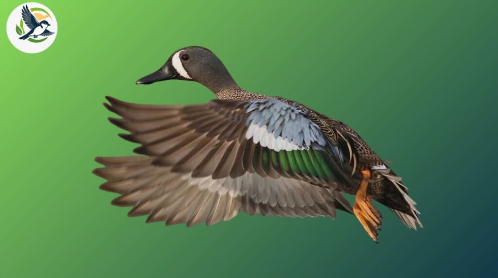What Are the Different Types of Teal?