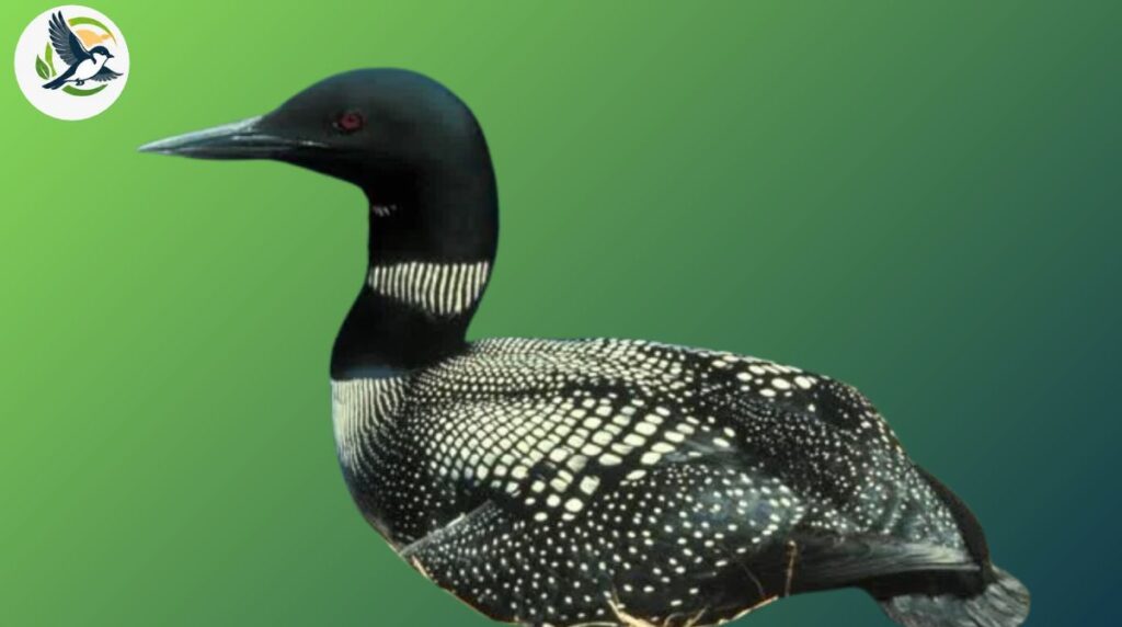 What Are the Most Beautiful Types of Loons?