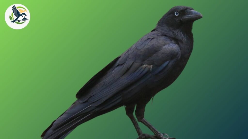 What Does a Black Crow Symbolize