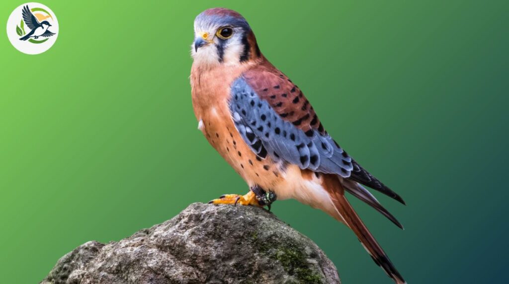 What Makes Falcons Such Incredible Birds of Prey?