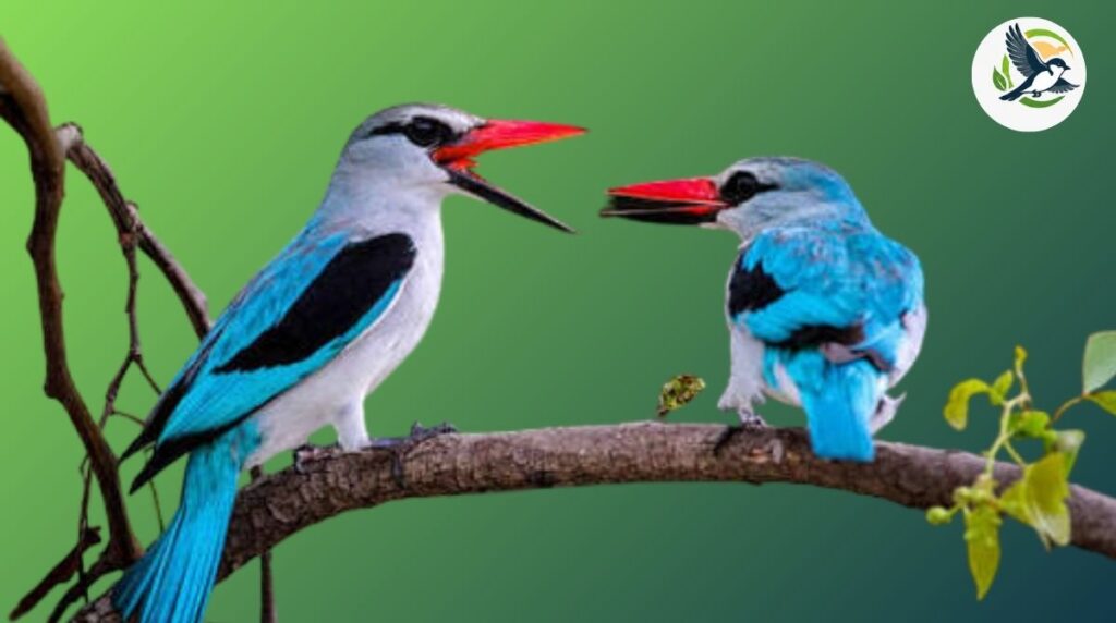 What Makes a Bird Blue? 