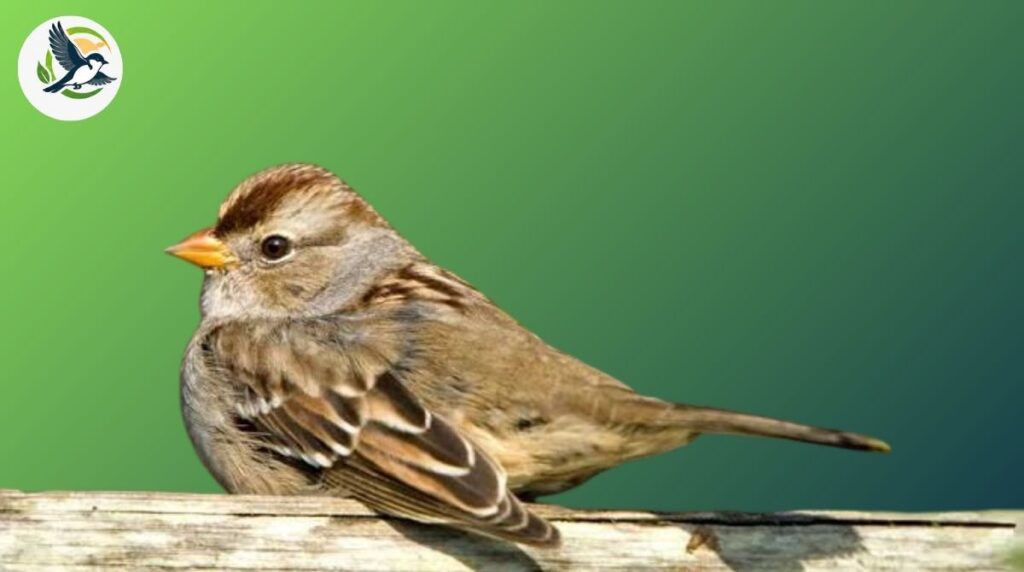 Where Do Brown Birds Live?