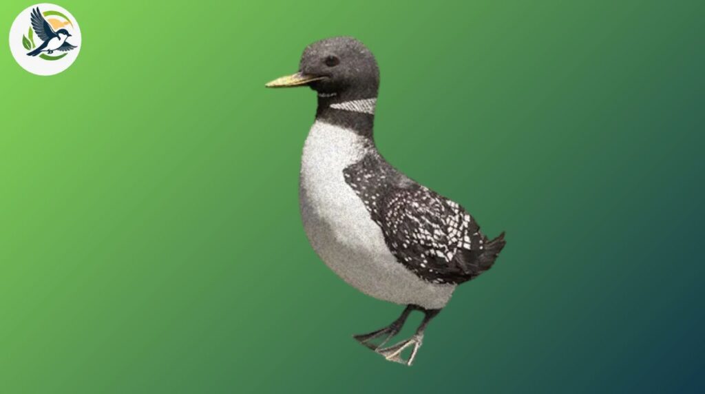 White-billed Loon