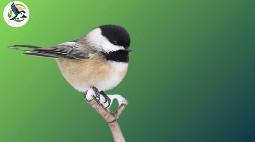 black-capped chickadee