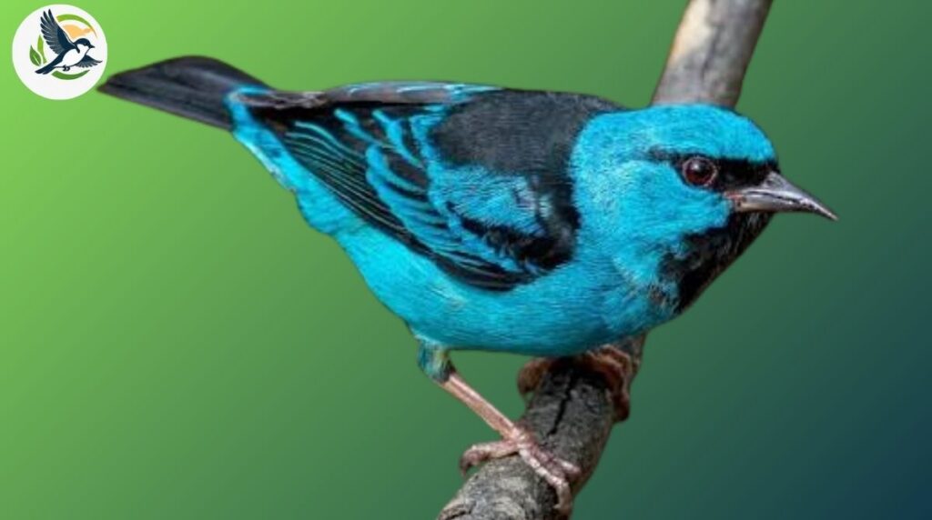 blue dacnis