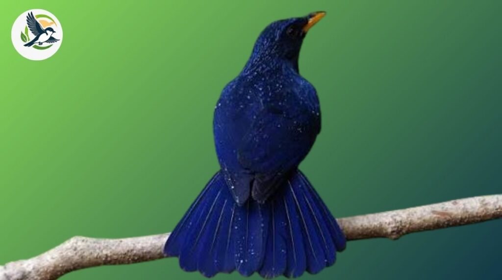 blue whistling thrush