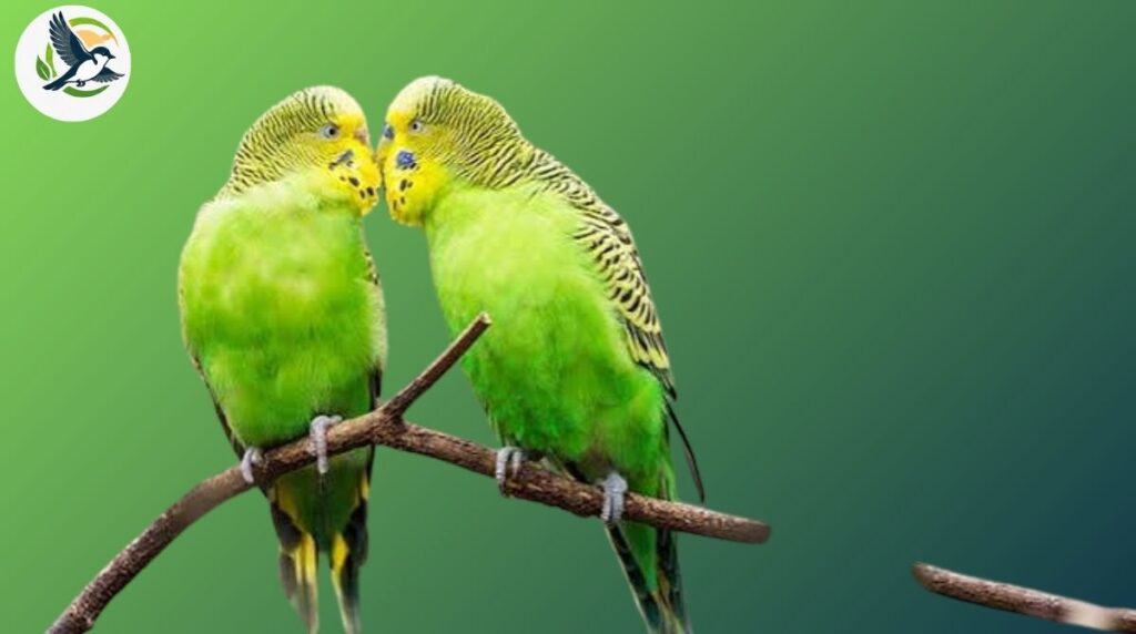 budgerigar wild