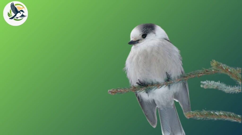 canada jay bird