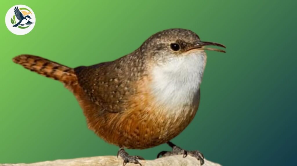 canyon wren