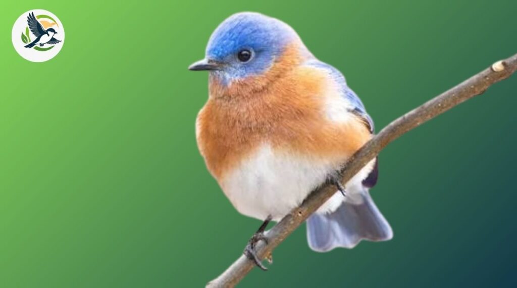 eastern bluebird 