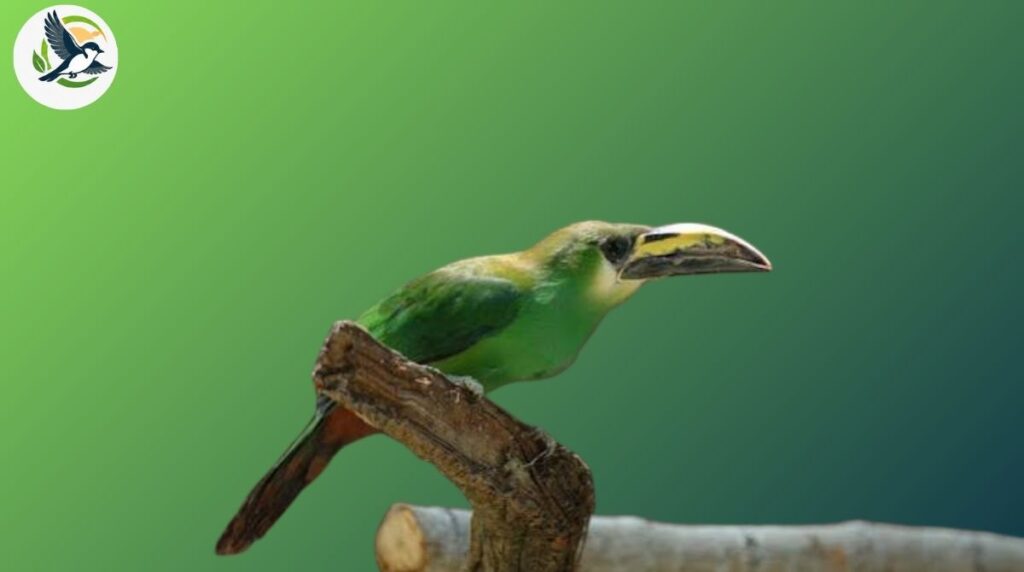 emerald toucanet