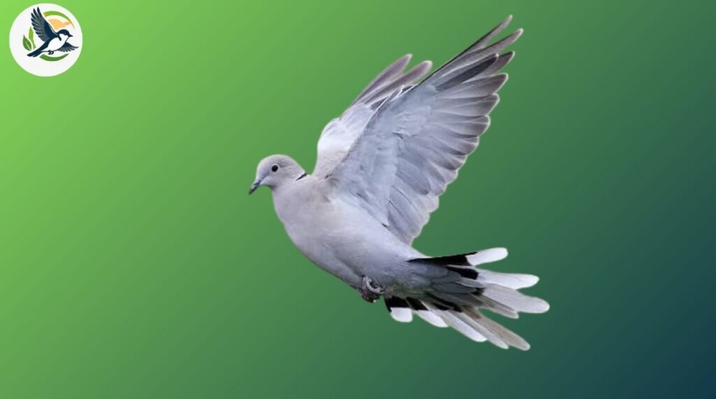 eurasian collared-dove