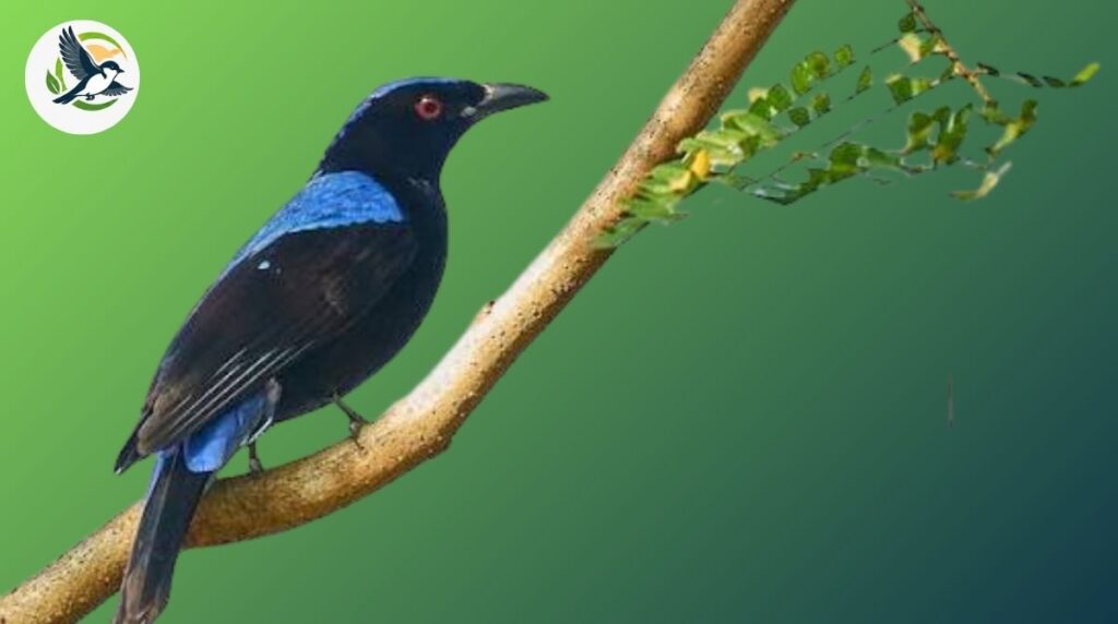 fairy-bluebird