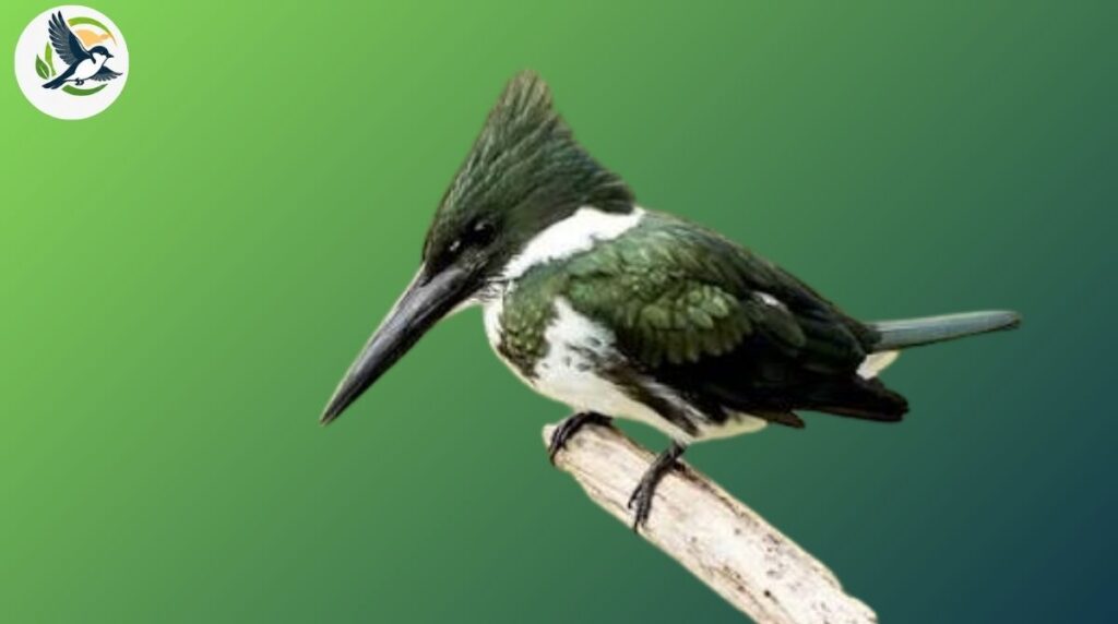 green kingfisher