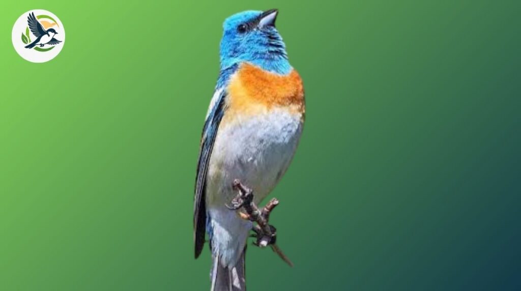 lazuli bunting