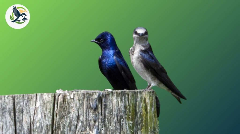 purple martin