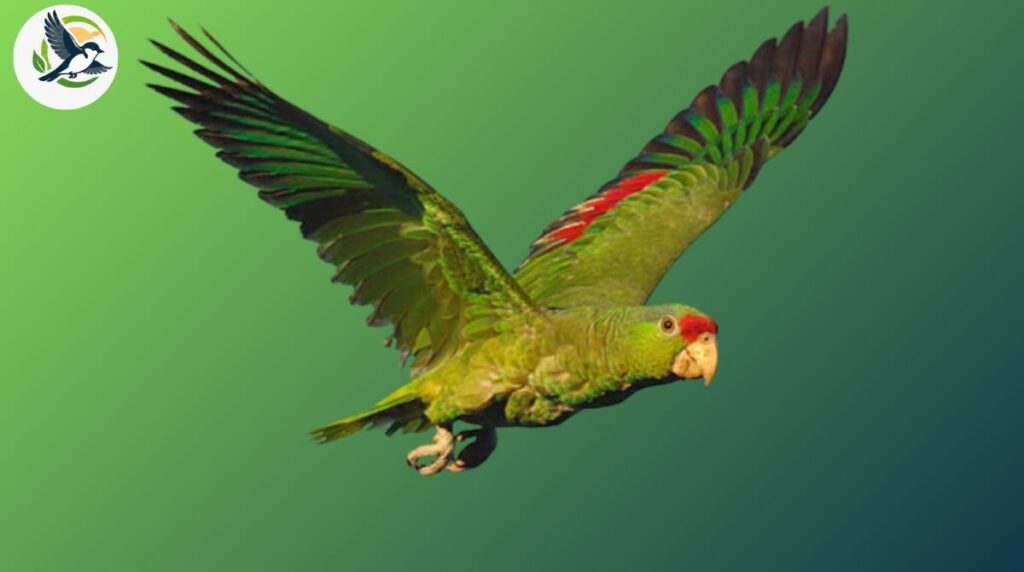 red-crowned amazon
