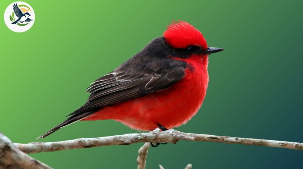 vermilion flycatcher