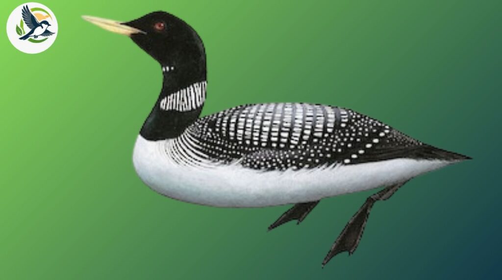 yellow-billed loon