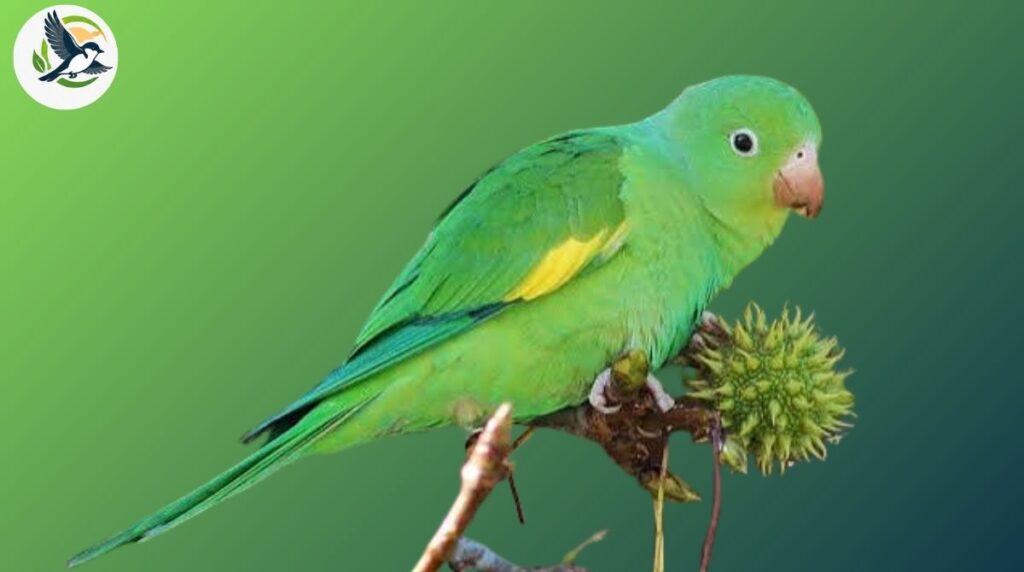 yellow-chevroned parakeet